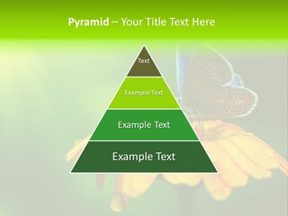 Background Wing Wildlife PowerPoint Template