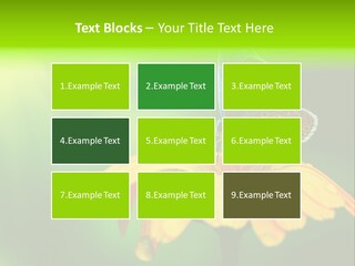 Background Wing Wildlife PowerPoint Template