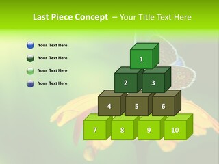 Background Wing Wildlife PowerPoint Template