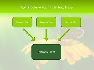 Background Wing Wildlife PowerPoint Template