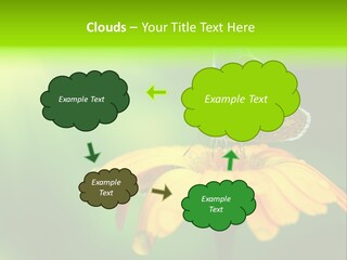 Background Wing Wildlife PowerPoint Template