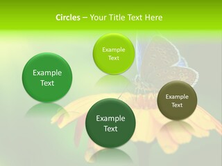 Background Wing Wildlife PowerPoint Template