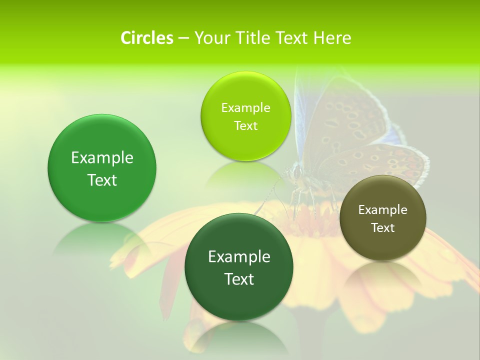 Background Wing Wildlife PowerPoint Template