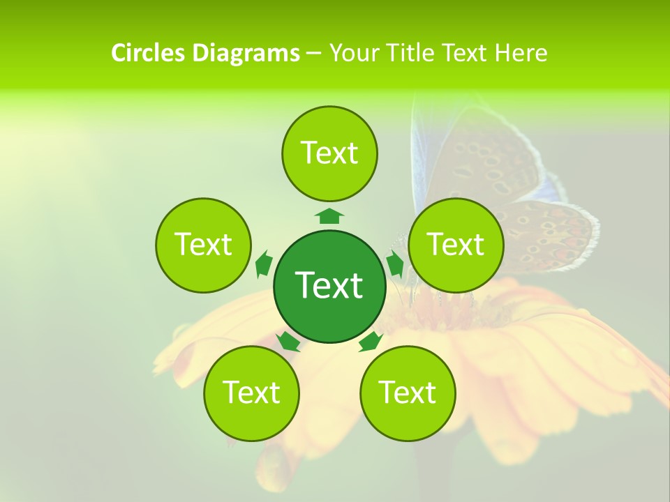 Background Wing Wildlife PowerPoint Template