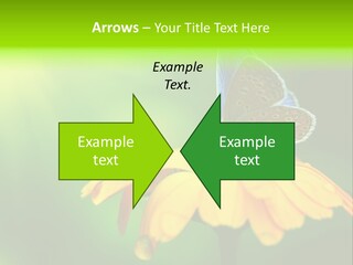 Background Wing Wildlife PowerPoint Template