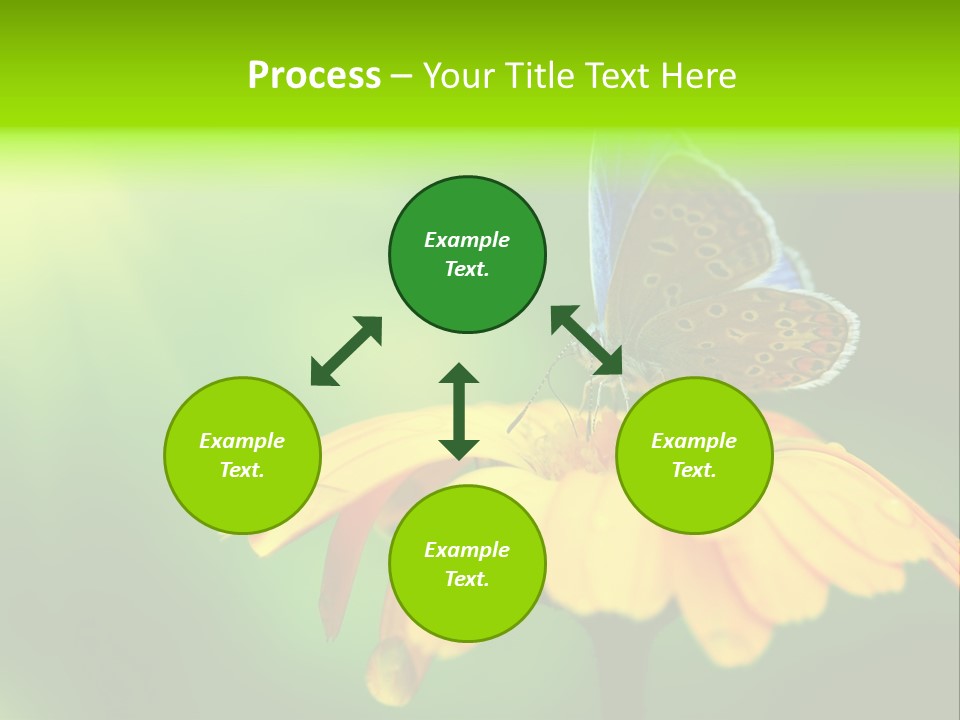 Background Wing Wildlife PowerPoint Template