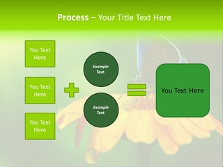 Background Wing Wildlife PowerPoint Template