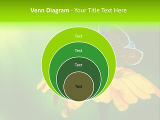 Background Wing Wildlife PowerPoint Template