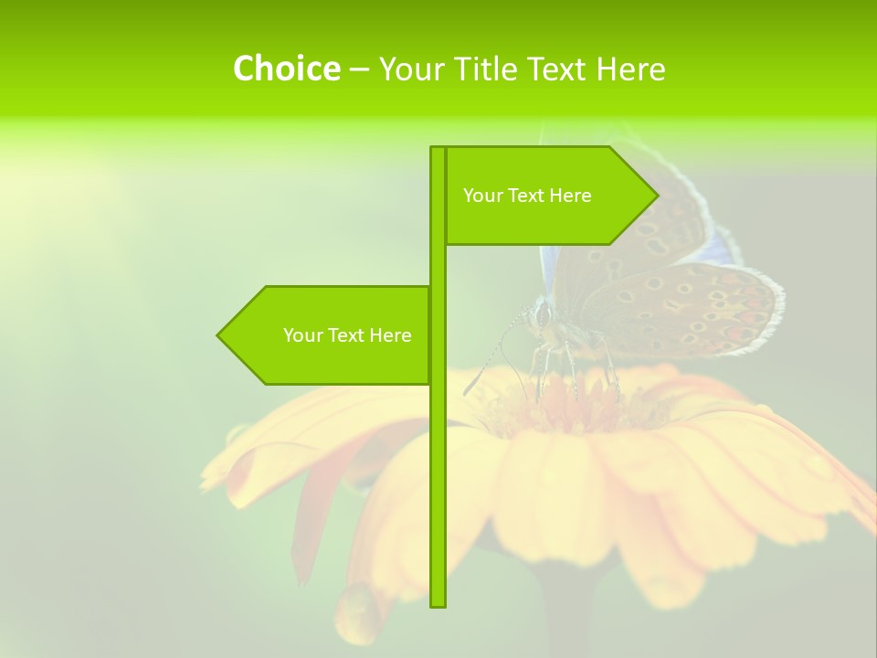 Background Wing Wildlife PowerPoint Template