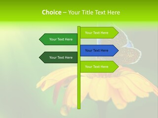 Background Wing Wildlife PowerPoint Template