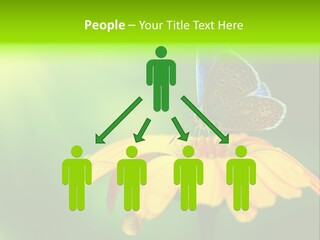 Background Wing Wildlife PowerPoint Template