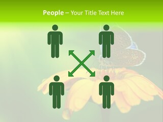 Background Wing Wildlife PowerPoint Template