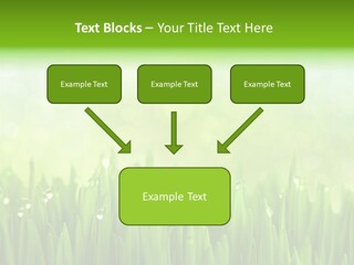 Lawn Morning Flora PowerPoint Template