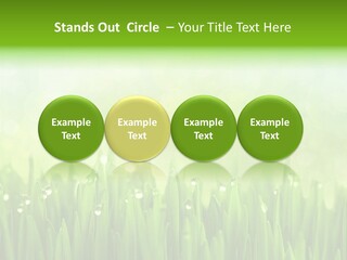 Lawn Morning Flora PowerPoint Template