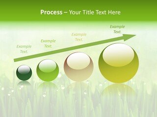 Lawn Morning Flora PowerPoint Template