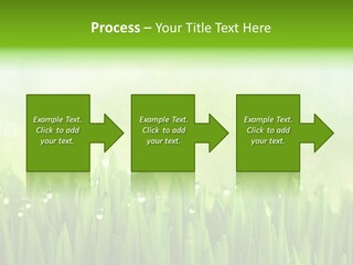 Lawn Morning Flora PowerPoint Template