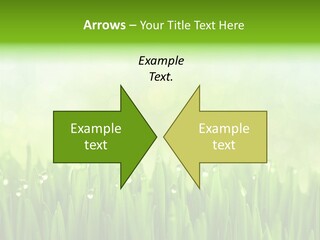 Lawn Morning Flora PowerPoint Template