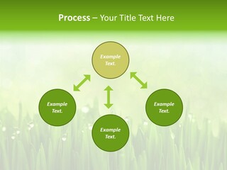 Lawn Morning Flora PowerPoint Template