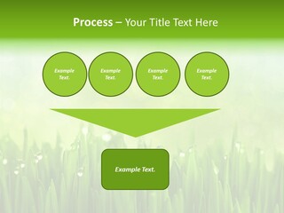 Lawn Morning Flora PowerPoint Template