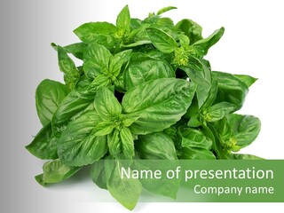 Ingredient Isolated Herb PowerPoint Template