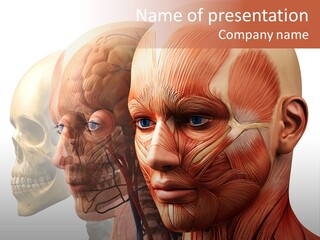 Chest Anatomically Isolated PowerPoint Template