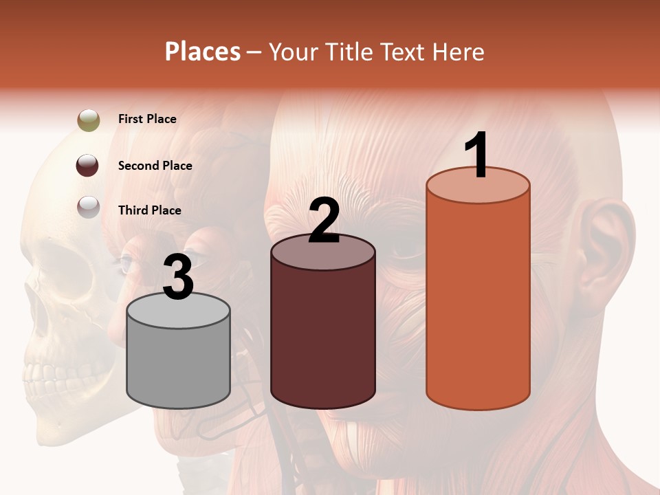 Chest Anatomically Isolated PowerPoint Template