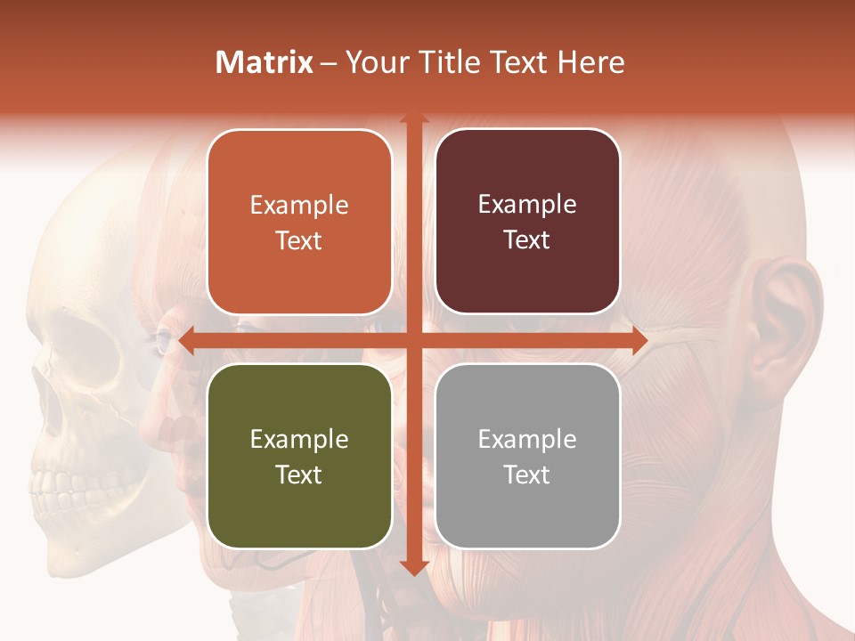 Chest Anatomically Isolated PowerPoint Template