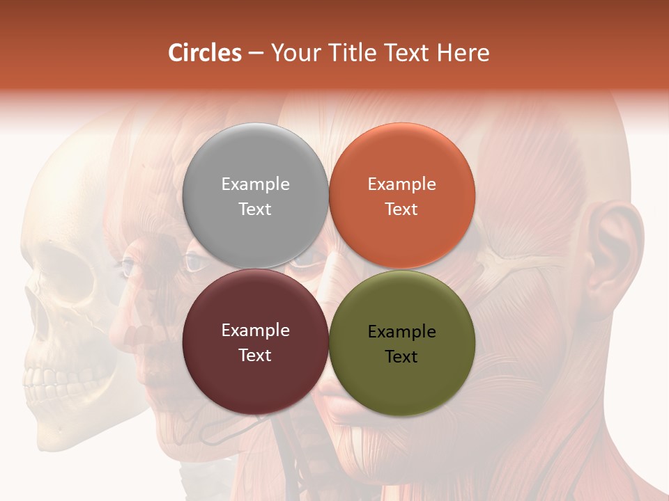 Chest Anatomically Isolated PowerPoint Template