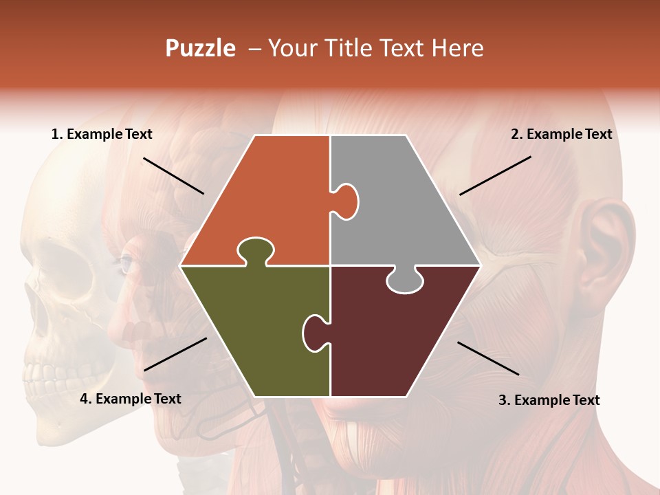 Chest Anatomically Isolated PowerPoint Template