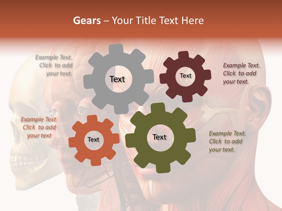 Chest Anatomically Isolated PowerPoint Template