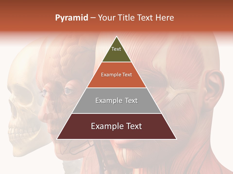 Chest Anatomically Isolated PowerPoint Template
