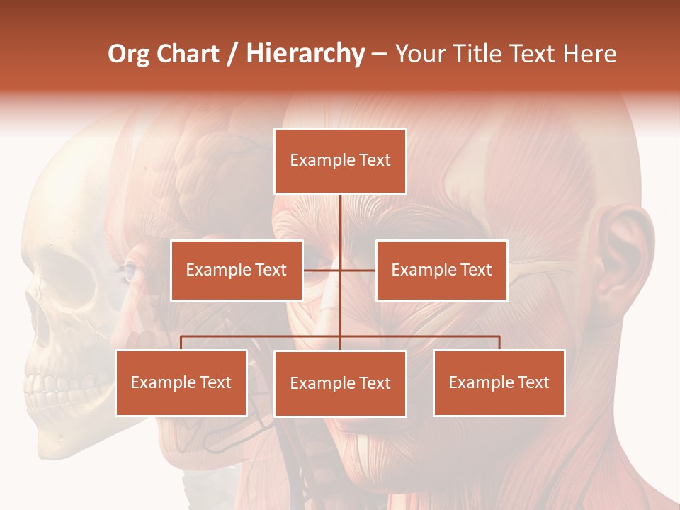 Chest Anatomically Isolated PowerPoint Template