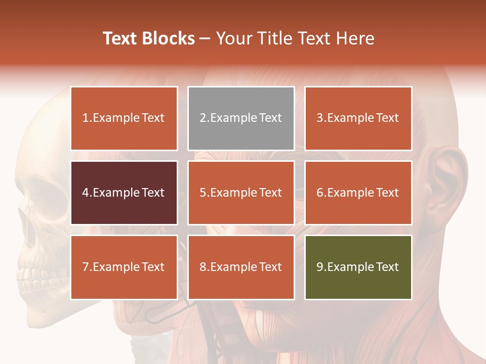 Chest Anatomically Isolated PowerPoint Template