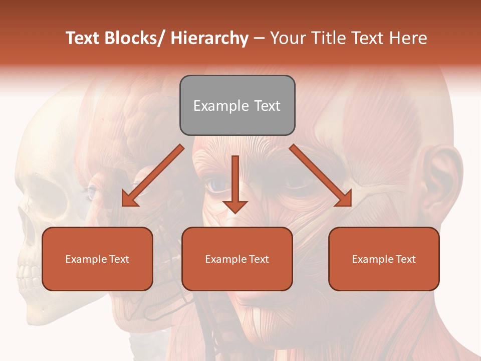 Chest Anatomically Isolated PowerPoint Template