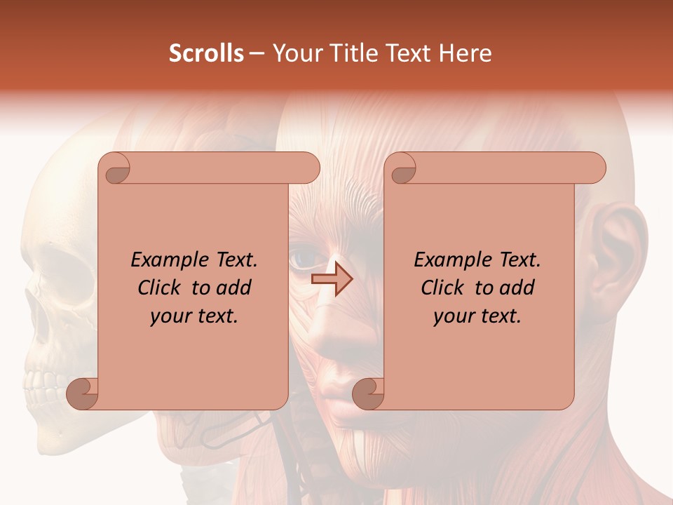 Chest Anatomically Isolated PowerPoint Template