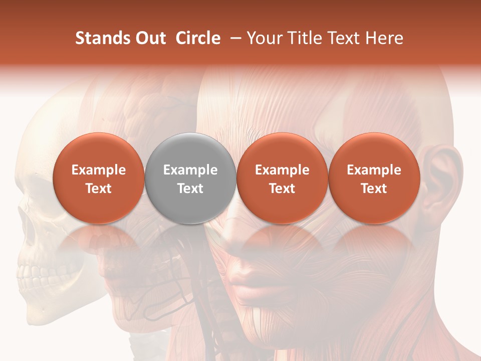 Chest Anatomically Isolated PowerPoint Template