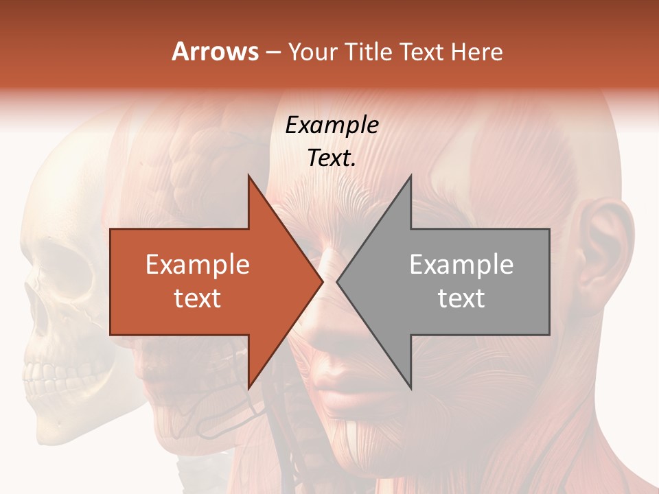 Chest Anatomically Isolated PowerPoint Template