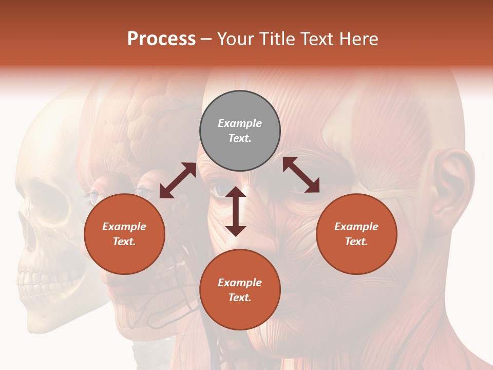 Chest Anatomically Isolated PowerPoint Template