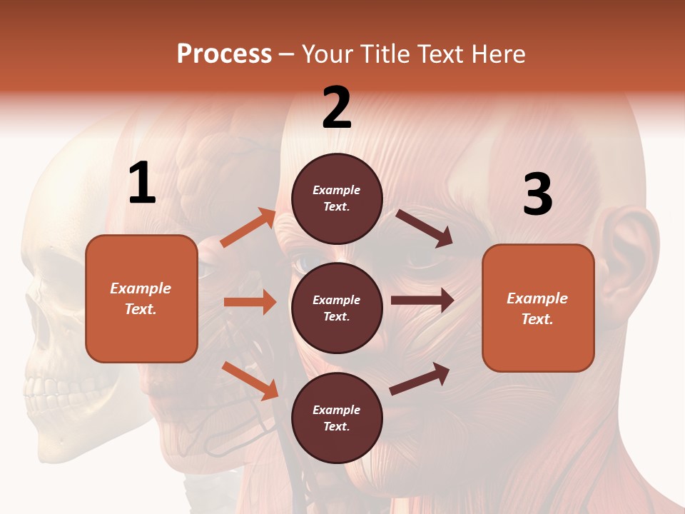Chest Anatomically Isolated PowerPoint Template