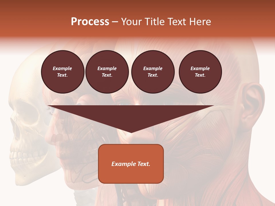 Chest Anatomically Isolated PowerPoint Template