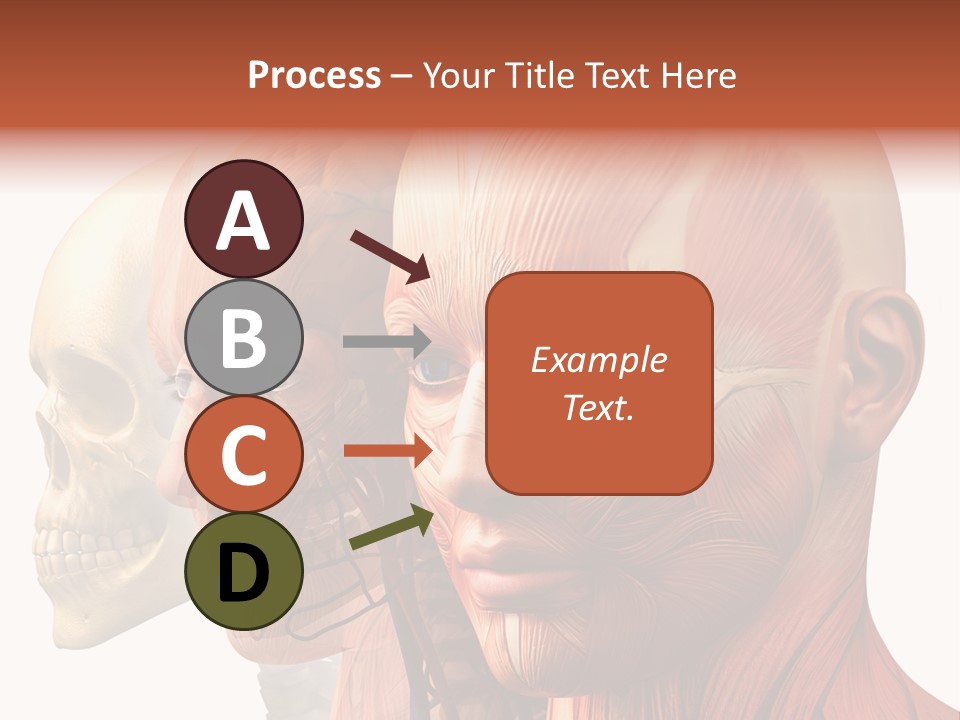 Chest Anatomically Isolated PowerPoint Template