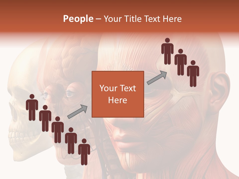 Chest Anatomically Isolated PowerPoint Template