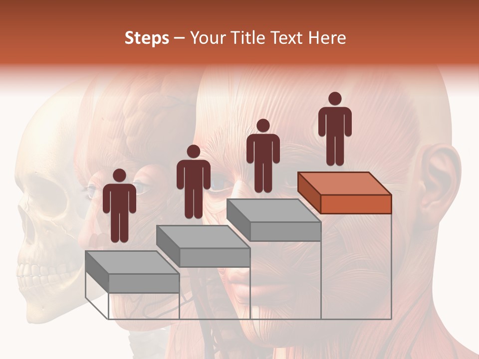 Chest Anatomically Isolated PowerPoint Template