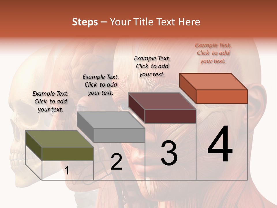 Chest Anatomically Isolated PowerPoint Template