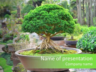 Tropical Green Beautiful PowerPoint Template