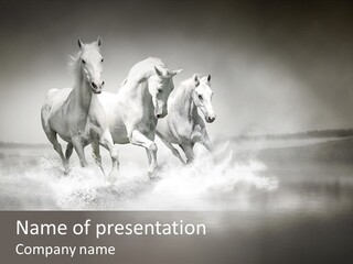 Mare Herd Stallion PowerPoint Template