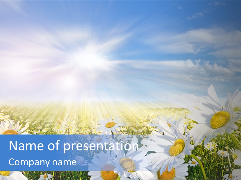 Daisy Dandelion Flower PowerPoint Template