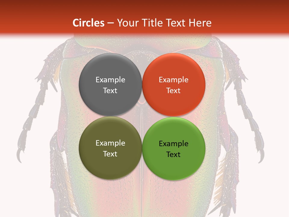 Potosia Scarab Scarabaeoidea PowerPoint Template