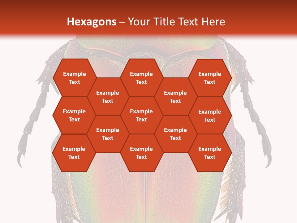 Potosia Scarab Scarabaeoidea PowerPoint Template