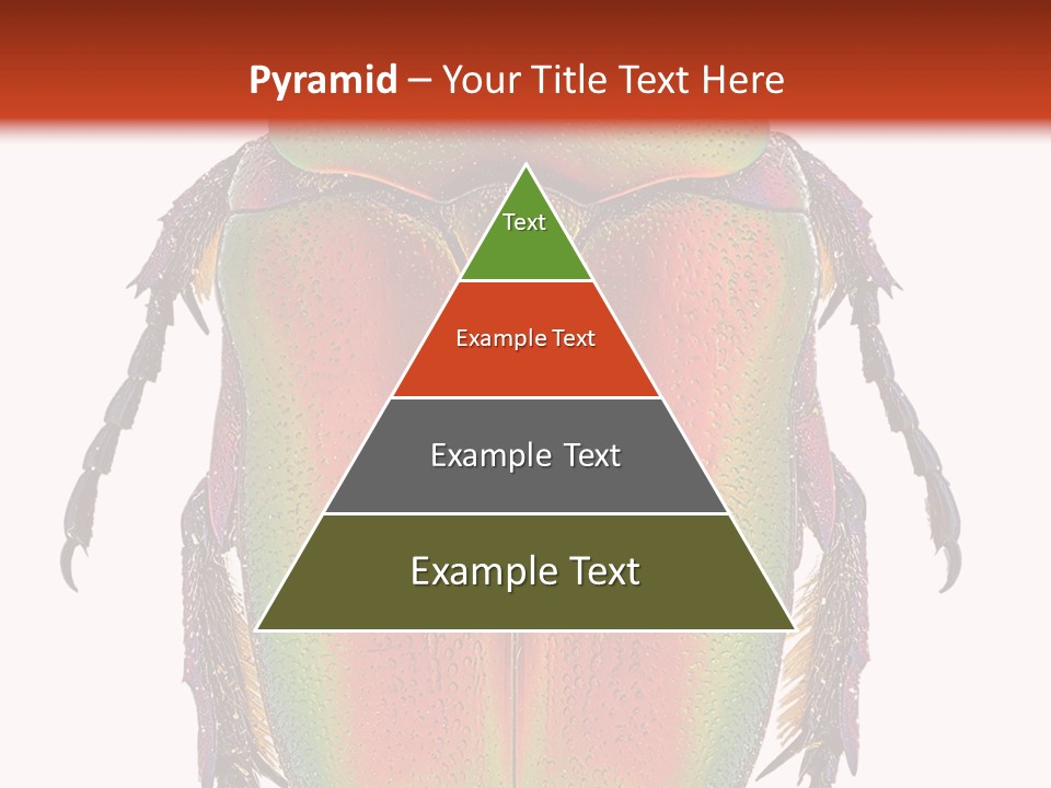 Potosia Scarab Scarabaeoidea PowerPoint Template